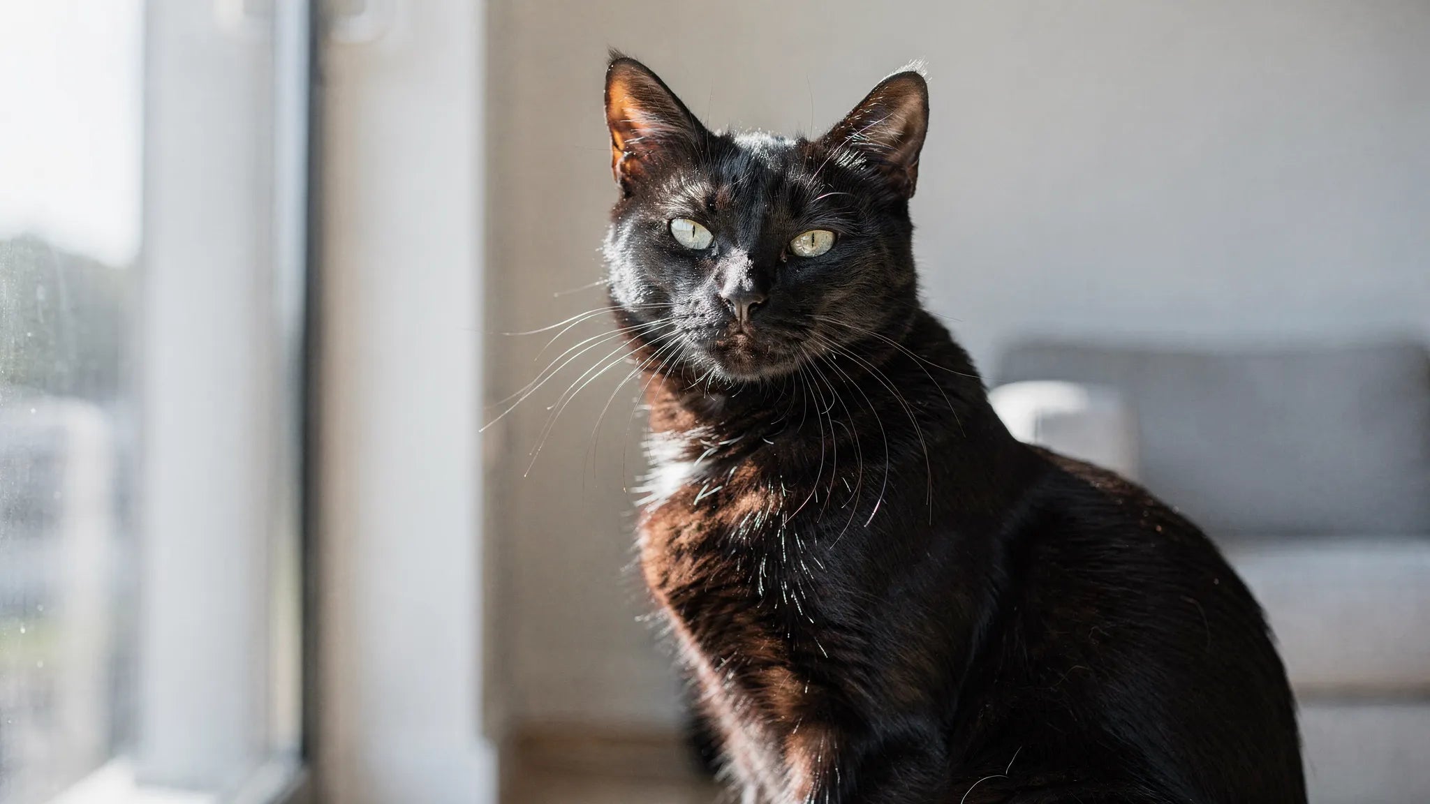 Katzen Portrait: Fototipps für Blick, Licht und Fellfarben