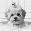 Personalisiertes Tierportrait im Badezimmer am Baden