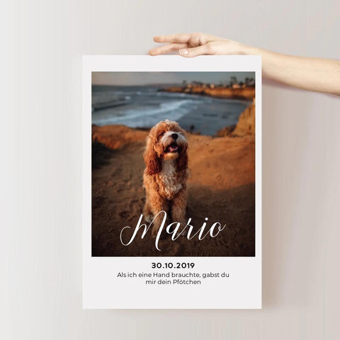 Poster - PawsLife